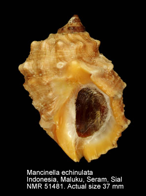 Mancinella echinulata.jpg - Mancinella echinulata(Lamarck,1822)